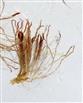  Female flowers with bracteoles